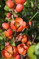 Chaenomeles japonica, blooming branch close up