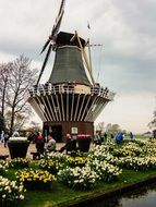 windmill and flower beds in the Netherlands