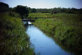 narrow river among tall green grass