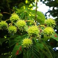 green spiny chestnut fruits on a tree