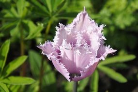 purple tulip with torn petals close-up