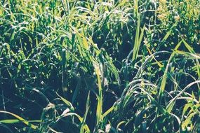 green Grass Morning closeup in meadow