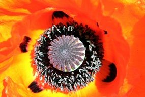 black core of poppy closeup