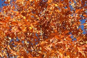 Orange Autumn Leaves Tree