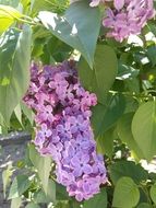 Spring Lilac Flowers Garden