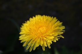 Close-up of the beautiful yellow dandelion on a dark background