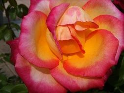 delightful delicate beauty yellow pink rose