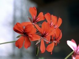 red ornamental geraniums