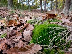 dry leaves in a forest in the waldviertel region
