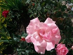 pink roses as a decoration of the park