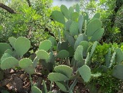 Cactuses in a desert