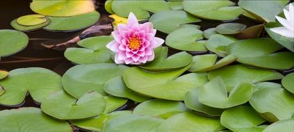 pink water lily on green leaves on a pond