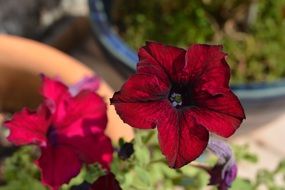 Red Petunia in bloom