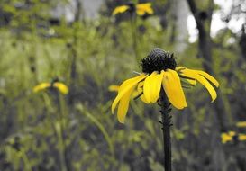 beautiful colorful and fragrant Yellow Flower