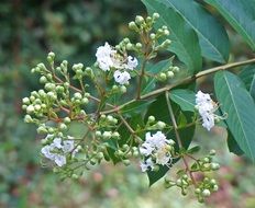 flowering wild bush in summer