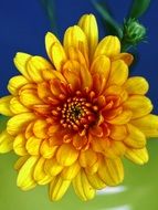yellow autumn chrysanthemum