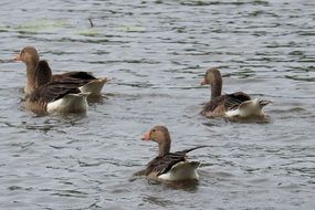 geese on the lake