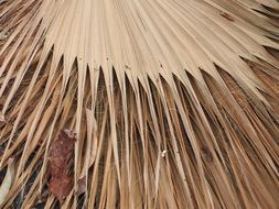 dried brown leaf