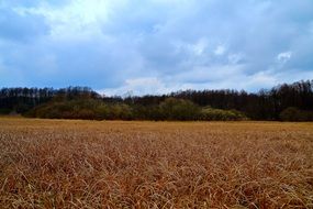 Landscape with the meadow in autumn