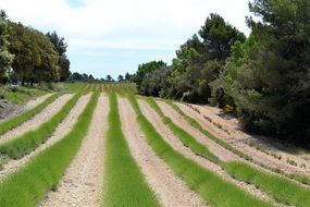 growing lavender in the countryside in the south of France