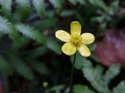 yellow sour flower