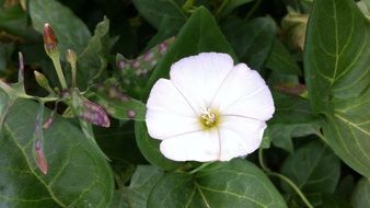 pleasing Flower White Natural