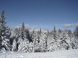 snowy forest in mittenwald