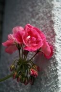 pink geranium near the wall close-up