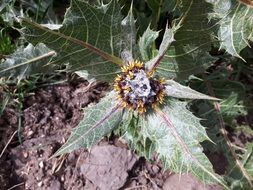 flower on a prickly plant