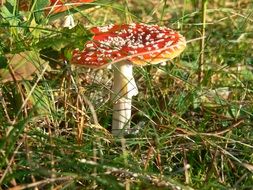 chic Toadstool Mushroom