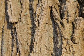 unique Bark