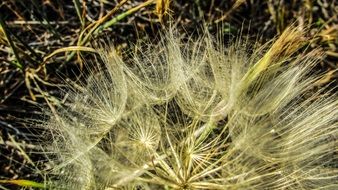 plant with seed head in cape greco
