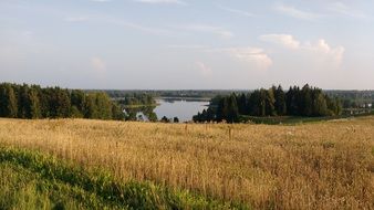 golden autumn field on the background of a forest lake in Latvia