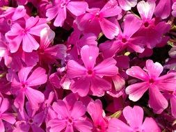 Phlox Flower Nature