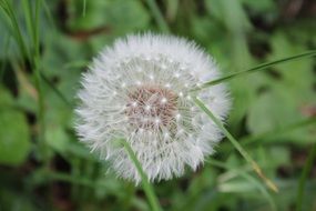 splendiferous Dandelion Meadow Flower