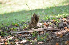 squirrel stands on the ground in the park