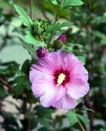 pink hibiscus flower with green leaves