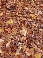 fallen Leaves on ground