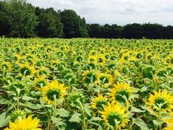 field of sunflowers under the bright sun