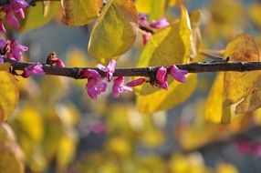unique Pink Floral