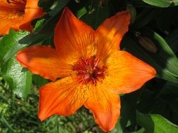 colorful orange lily under the bright sun