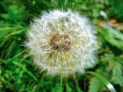 close up of Dandelion seed head among green grass