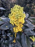 Mahonia is a type of shrub
