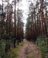 path in the autumn forest in the daytime