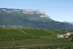 panorama of green vineyards against the backdrop of mountains in South Tyrol