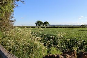 green fields in the English countryside