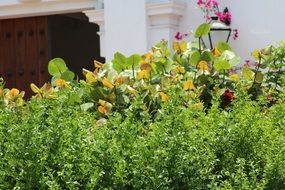 variety of plants in the botanical garden