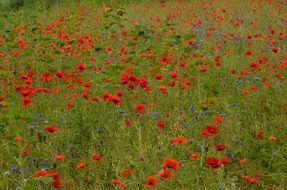 many poppies and blue flowers on a green field