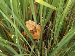 dry yellow Leaves in green Grass