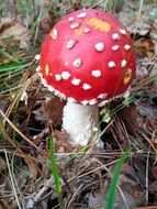 Fungus Forest